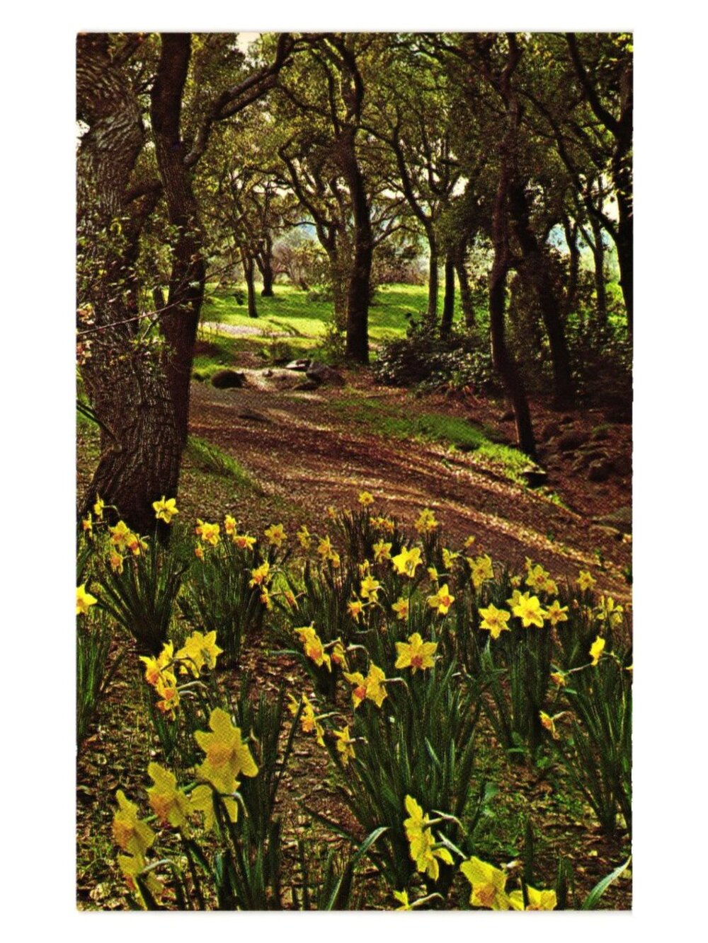Descanso Gardens California Postcard Daffodils Oak Forest Path Vintage H3364